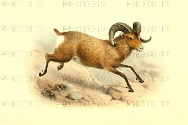 bighorn sheep