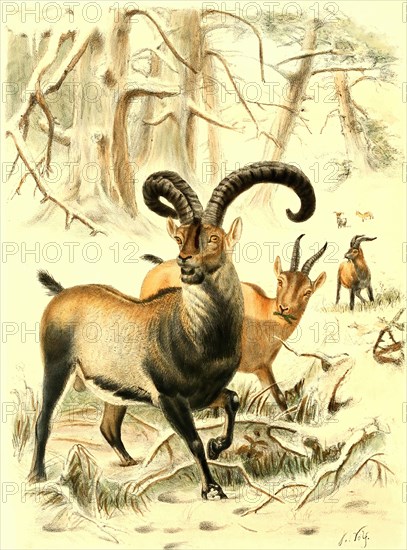 Spanish Capricorn