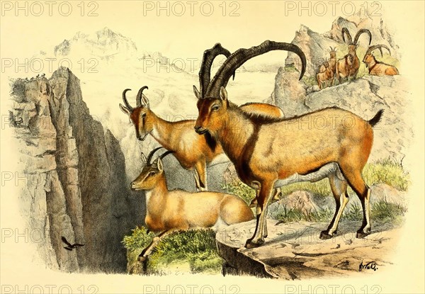 Asian wild goat