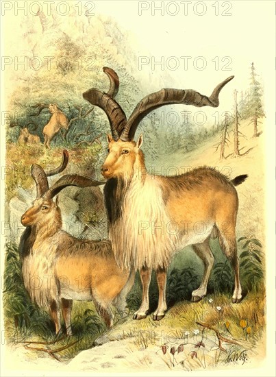 Astor Markhor or Flare Horn Markhor