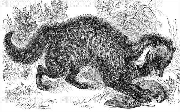 African civet cat