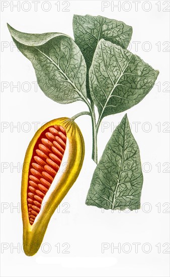 fruit of the cocoa tree