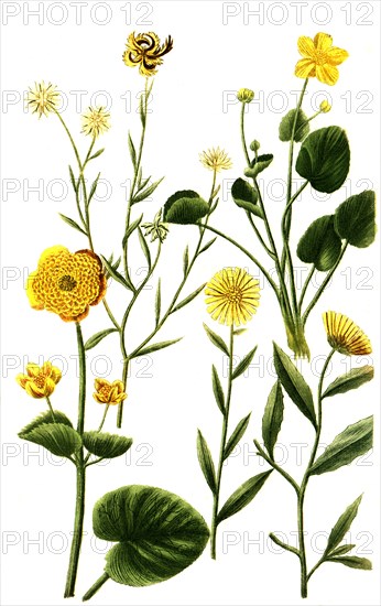 different species of the plant genus Marigolds