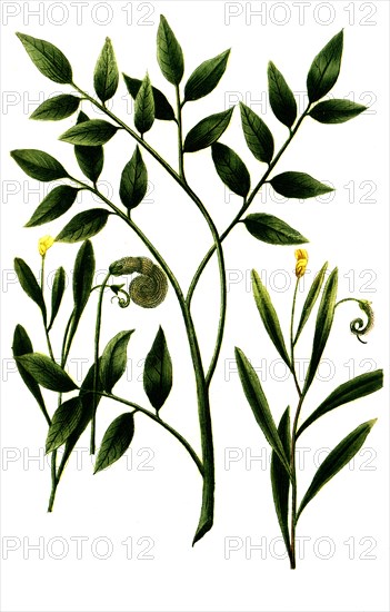 caterpillar herb
