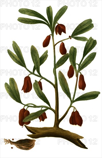 Cardamomum majus