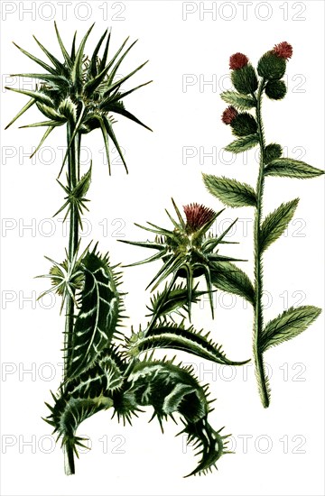 Silybum marianum