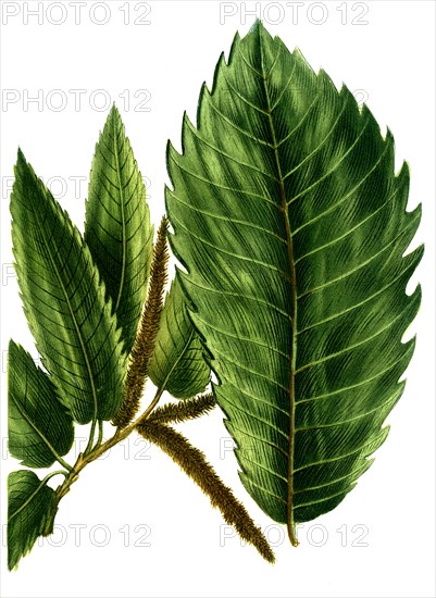 Castanea sativa