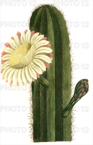 Cereus erectus