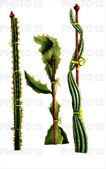 Cereus scandens minor