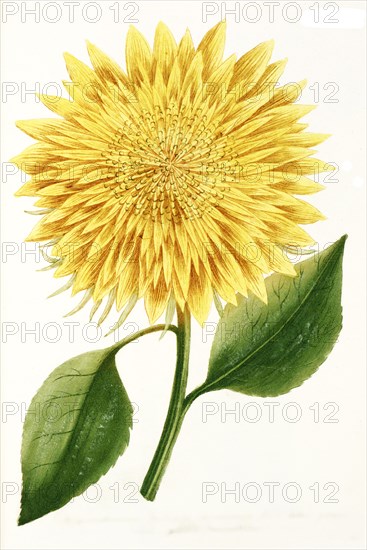 Chrysanthemum indicum