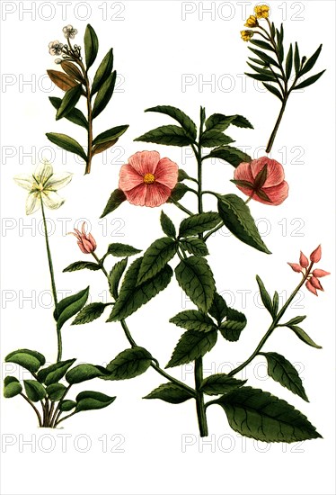 cistus