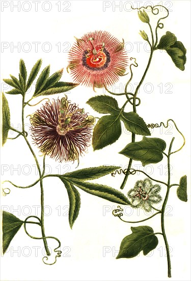 passion flower