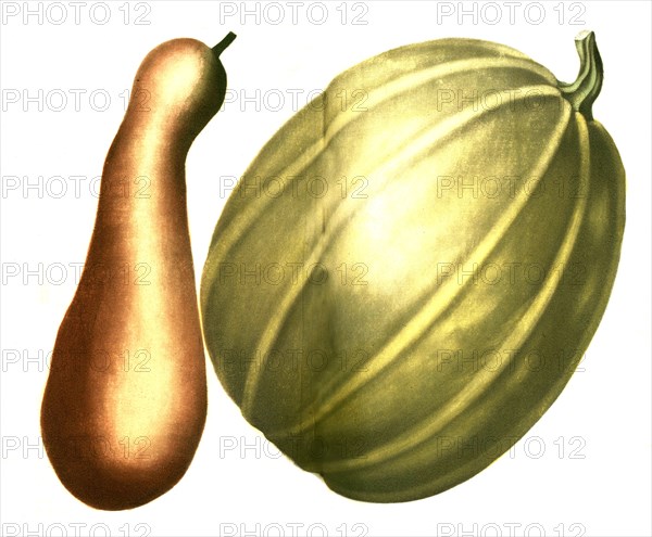 Cucurbita maximo