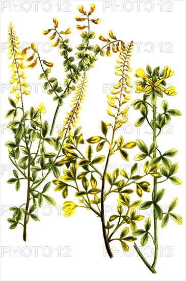 Cytisus glaber