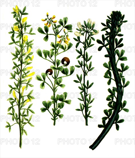 Cytisus