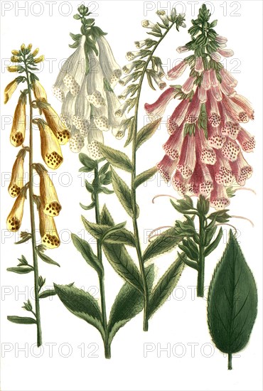 digitalis alba