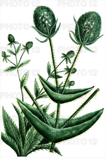 Dipsacus spinosus americanuns