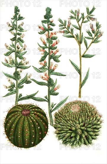 Echium vulgare