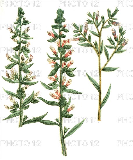 Echium majus Echium vulgare