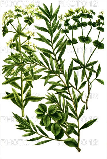 Palisade Spurge