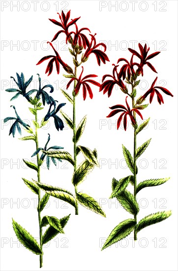 Cardinalis coeruleus cardinal flower