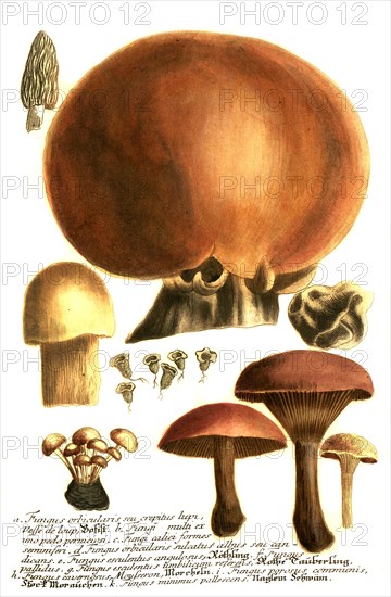 Mushrooms