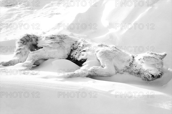 North Pole. Sledge Dog Died. About 1950