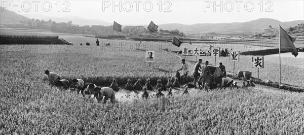 China.cultural Revolution. Harvest