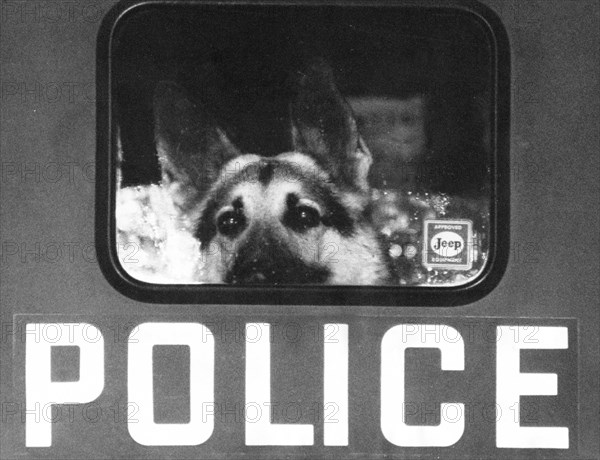 Police Dog