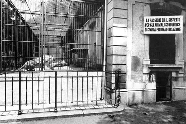 Zoo. Lion In Cage