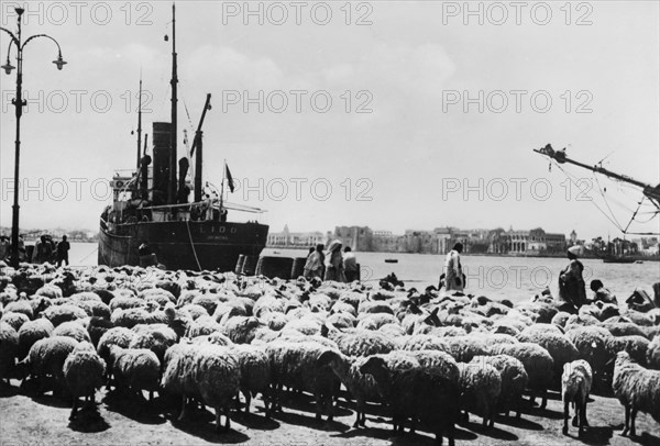 Tripolitania Flocks Are Moved To Save Them From Drought In Cyrenaica.