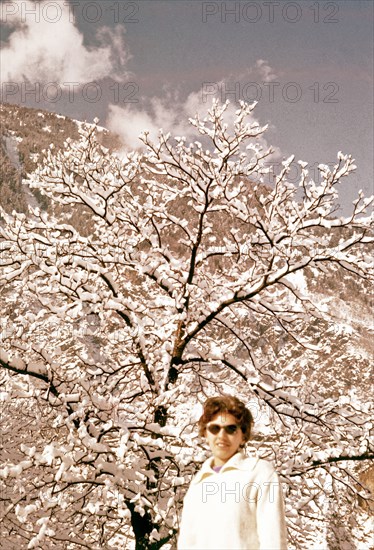 Under The Tree Covered With Snow.