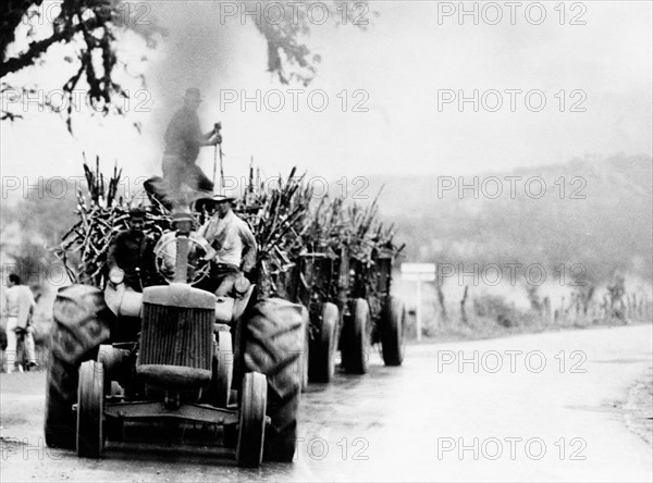 Transport of sugar cane, Panama, 60's