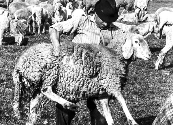 Sheep-shearing