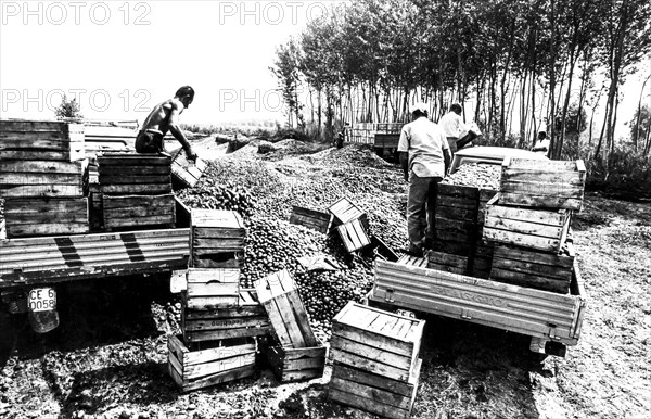 Maceration of tomatoes, calabria, italy