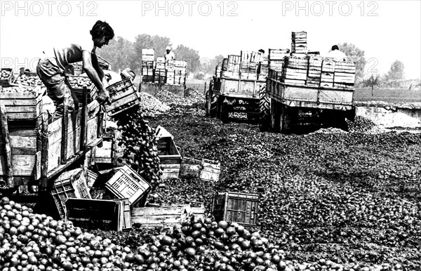 Maceration of tomatoes, calabria, italy