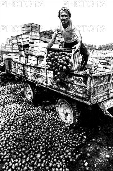 Maceration of tomatoes, calabria, italy