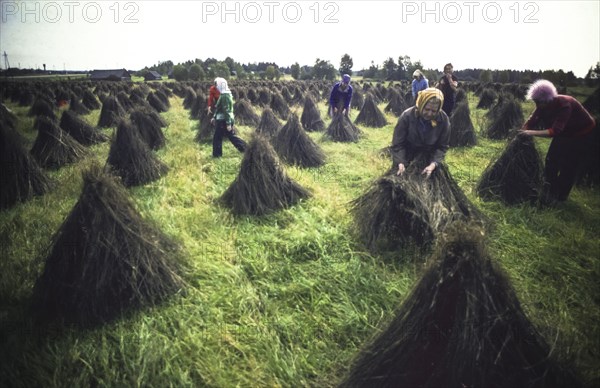 Ussr, siberia, kalinin, flax picking