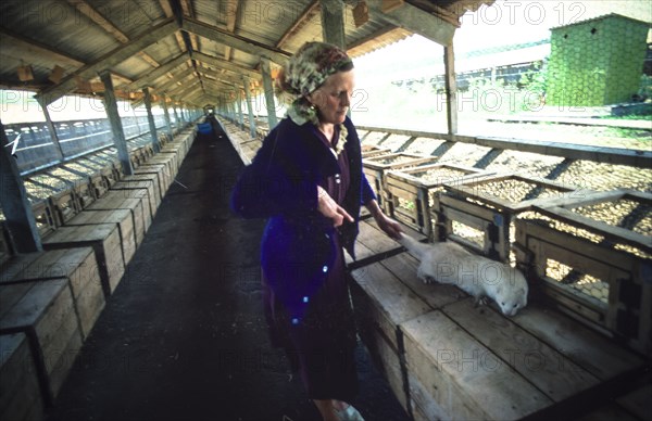 Ussr, siberia, mink farming