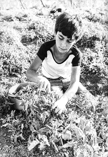 Children tomatoes harvesting, 70's