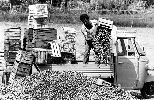 Tomatoes maceration, 70's