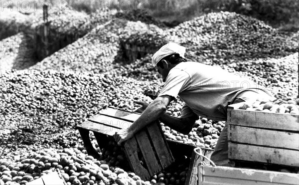 Tomatoes maceration, 70's