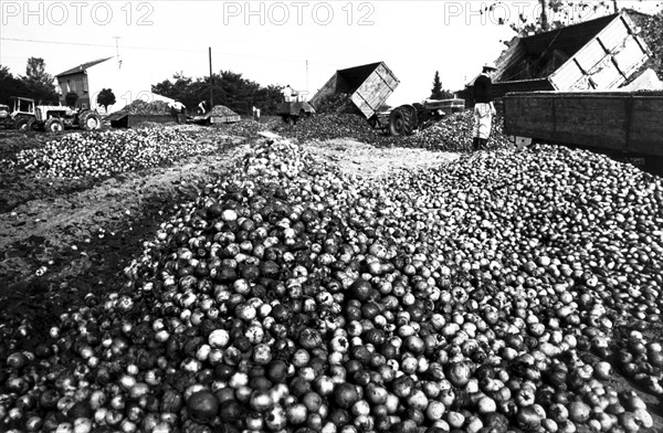 Tomatoes maceration, 70's