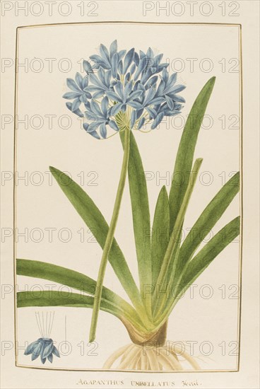 Agapanthus umbellatus, botany table, botanical garden of padova