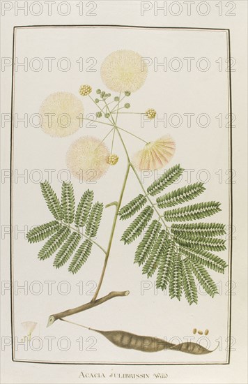 Acacia julibrissin, botany table, botanical garden of padova