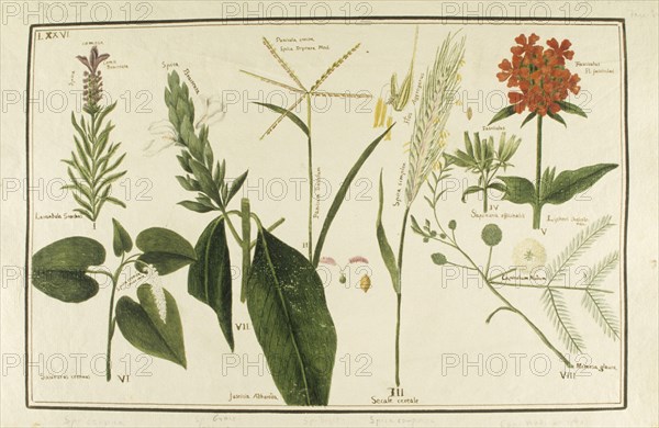 Botany table, botanical garden of padova