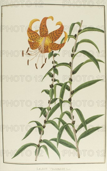 Lilium tigrinum, botany table, botanical garden of padova