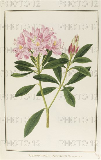 Rhododendron ponticum, botany table, botanical garden of padova