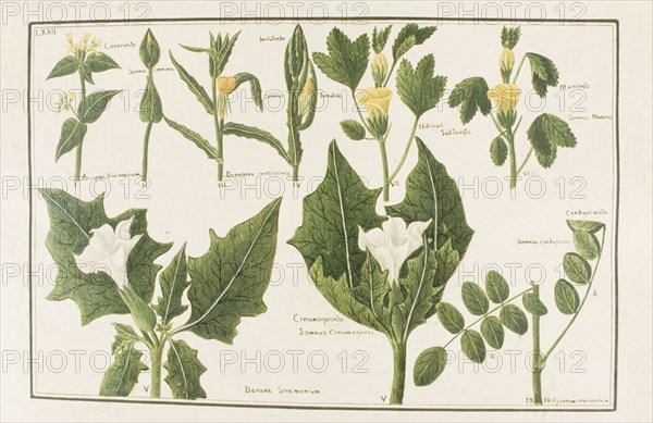 Botany table, botanical garden of padova