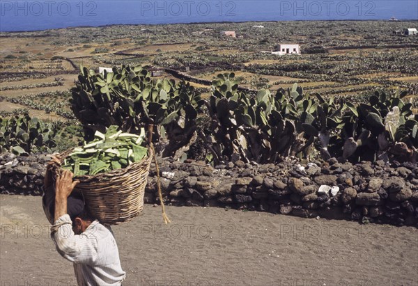 Farmer after pruning of prickly pears, linosa, italy